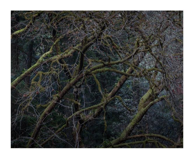 Hovedbilde Gammelskogen