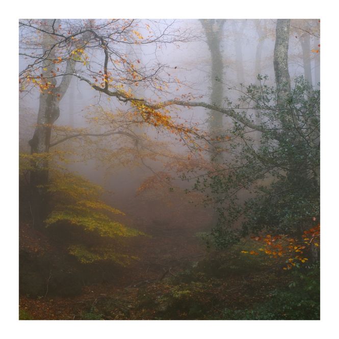 Hovedbilde Albera Massif IV