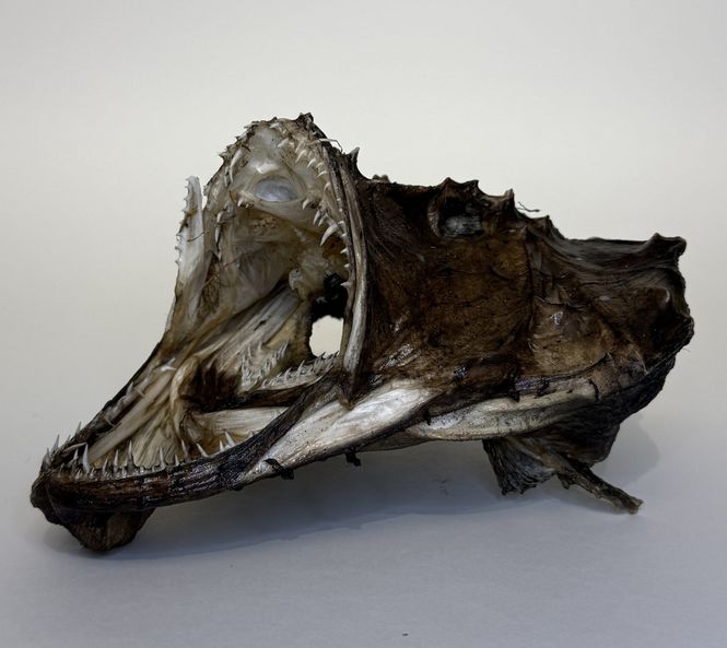 Hovedbilde Breiflabb, Liten