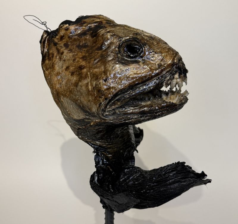 Steinbit, ekstra stor